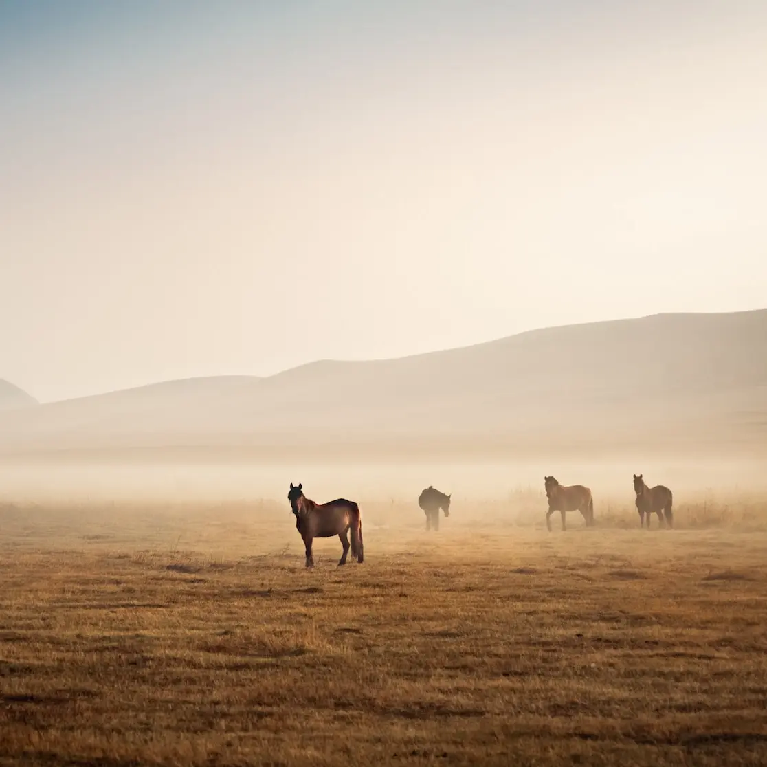 three people riding horses on brown field during daytime